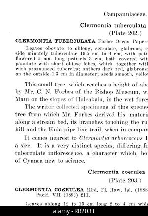 . La alberi indigeni delle Isole Hawaii. Alberi. La piastra 2()J.. CLEEMONTIA HALEAKALEMSIS Ih LPF di 1i;ilf dimensione naturale.. Si prega di notare che queste immagini vengono estratte dalla pagina sottoposta a scansione di immagini che possono essere state migliorate digitalmente per la leggibilità - Colorazione e aspetto di queste illustrazioni potrebbero non perfettamente assomigliano al lavoro originale. Rock, Giuseppe Francesco Charles, 1884-1962. Honolulu, T. H. Foto Stock