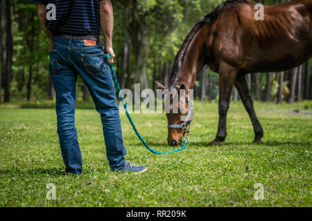 Uomo in jeans tenendo un filo di piombo con cavallo al pascolo è Foto Stock