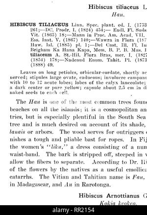 . La alberi indigeni delle Isole Hawaii. Alberi. La piastra 116. HIBISCUS KOKIO HBI. Kokio o Fnaloal©. Letto Hibiscus nativo, alquanto ridotto.. Si prega di notare che queste immagini vengono estratte dalla pagina sottoposta a scansione di immagini che possono essere state migliorate digitalmente per la leggibilità - Colorazione e aspetto di queste illustrazioni potrebbero non perfettamente assomigliano al lavoro originale. Rock, Giuseppe Francesco Charles, 1884-1962. Honolulu, T. H. Foto Stock