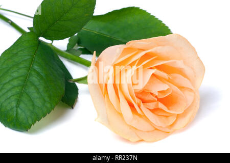 Peach rose con foglie isolati su sfondo bianco Foto Stock