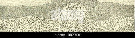 . Avventure con gli animali e le piante. Biologia. Fig. 480 anni fa una montagna è stato spinto fino a (linee tratteggiate) metà più tardi usurati fino al B. Come fare i geologi conoscere questo? In tinie ntore rocce woidd si usurano in B imtil la terra è divenuta livello. Spiegare come i fossili possono essere trovati in prossimità o in corrispondenza della superficie, al- anche se essi sono in rocce che sono molto vecchi e che erano una volta sepolti sotto i piccoli strati di roccia. (Il Museo Americano di storia naturale). Si prega di notare che queste immagini vengono estratte dalla pagina sottoposta a scansione di immagini che possono essere state migliorate digitalmente per la leggibilità - Colorazione e aspetto del Foto Stock