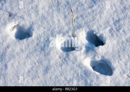 Tracce di lepre in inverno nella neve Foto Stock