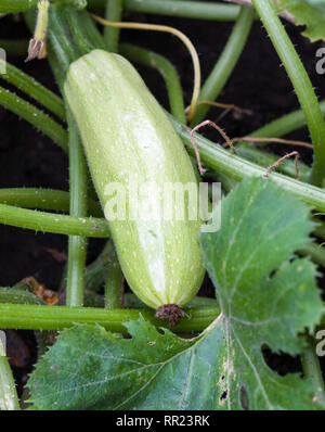 Squash cresce su una boccola in giardino Foto Stock