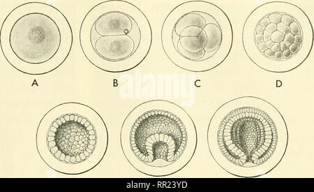 . Avventure con gli animali e le piante. Biologia. Problema 2. HouD più Co?nplex Anmials riprodurre Fig. 372 sviluppare?/?eTit dell'uovo fecondato di una sii//ple aiiii/ial. A, B, C e D mostrano il clivaggio dell'uovo. E, F, G, sono sezioni di fasi successive. Cosa si visualizza? Come si spiega il leggero aumento di dimensione? 425. Fig. 373 da uovo fecondato attraverso eii7bryo7iic stadi, adidt pesci. In e il ''''vitellino" è visibile anche dopo che l'uovo portelloni. Di ciò che uso è la crescente aniinal? Nota il solido nero posto in D E F e G. celle qui reiTiain indifferenziate in un primo momento, un Foto Stock