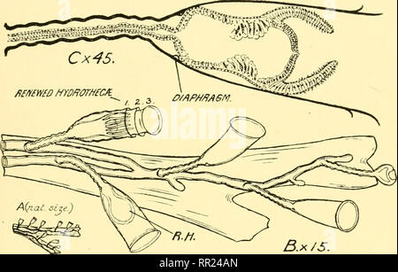 . Invertebrati africano : un ufficiale delle ricerche sulla biodiversità. Invertebrati -- Africa; la diversità biologica -- Africa; la diversità biologica. Una collezione di HYDROIDS. 343 cylindrica van Lendeiifeld,^ dalla Baia delle Isole, Nuova Zelanda ; ma tlie pedicel è molto più a lungo in tlie Natal hydroid. Trophosome.-l'hydrorhiza è una strisciante stolone. Diametro 0'15mm., spessore di perisarc 12 fi. Hy drocaulus.-semplice annulated steli di lunghezza variabile (0-4-1-4 mm.). Diametro di circa 044 mm., spessore di perisarc 18/7. Hydrotheca.-tubolare, dritto o in fase di espansione, fortemente Text-fig. 22.. Lafcea magna sp. n. EVA Foto Stock