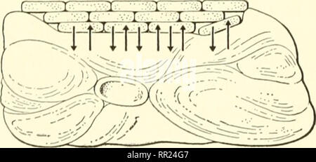 . Avventure con gli animali e le piante. Biologia. Fk;. 287 (sopra) secondo la forma i batteri sono chiamati bacilli, cocci {cock'sye) e spirilla. In che modo queste differiscono in forma? Alcuni batteri appendere insieme in catene o in piccoli gruppi.. Essi sono considerati piante. Ihcy non hanno un nucleo ma presentano cromatina gran- ules sparsi attraverso il citoplasma. Alcuni batteri sono in grado di spostarsi per mezzo di lunghe hairlikc proiezioni (flagelli) ma la maggior parte dei batteri non è in grado di eseguire su locomo- zione. Disegni di diversi tipi di bac- teria può essere visto in figura 287, magni- depurato circa 3000 volte. Poiché essi sono tutti privi di clorofilla th Foto Stock