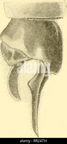 . Aeschnines. Aeshnidae. Fi(i. 83. - Le Appendici de Austroacsckna Victoria q* Selys (Cuil. Selys). Addome : 44 """" à 48'"'"; aile inférieure : 37'"™ à 41'"™. cf face jaune, sauf le rhinariuni brun noir; le dessus du ponctué anteriore, iaune de cuir Inangle petit occipitale, jaunâtre. Torace gris fauviste, avec la ligne médiane dorsale jaune et deux petits tratti corti antéhuméraux jaunes bordés inféneurement de noir de velluti, les côtés avec une bande noir luisant horizontale et au-dessus deux petits traits noirs. Pieds jaunes. Addome fauviste nuancé de noirâtre, le lo^&q Foto Stock