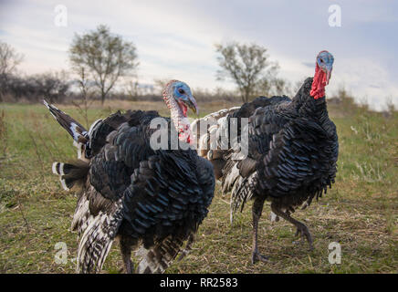 Due turkeycock pascolare sui prati in campagna Foto Stock