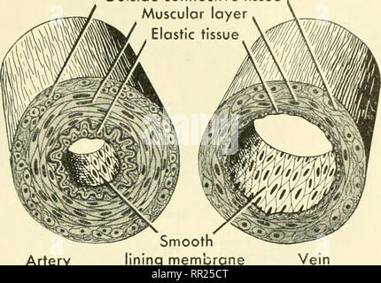 . Avventure con gli animali e le piante. Biologia. Problema 3. Materiali Hoiv sono spostati avanti e indietro7cellule Ji Fig. 216 quali livelli si trova nelle pareti di ar- teries e vene? Che hanno pareti più spesse? Fare Hoiv pac- illaries differiscono dalle arterie e vene? Al di fuori del tessuto connettivo jscular lastic nucleo cellulare arterie di arteria aiutano a far circolare il sangue. Il ven- tricles contratto forzatamente in modo che il sangue è schizzato ben lungo l'arteria. Quando una grande arteria è tagliato 'unità organizzativa può vedere il sangue che esce in schizzi. Sapete che cosa la prima procedura di aiuto per utilizzare quando una arteria è tagliato? Varie procedure possono essere noi Foto Stock