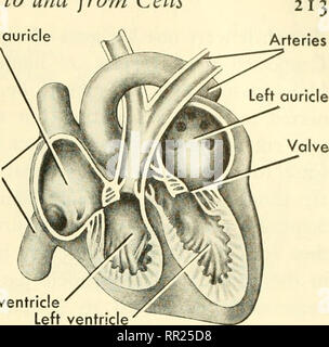 . Avventure con gli animali e le piante. Biologia. Diritto ventric Fig. 215 (sopra) il cuore aperto. Nota Le quattro camere. Da cui camere e attraverso i quali tubi di sangue non lasciare? Fig. 214 (sinistra) il cuore. Questa è la pompa che mantiene il sangue in costante movimento. essere più facili da trasportare e le altre proteine possono essere utilizzate per altri scopi. Il sangue è in costante movimento. Il plasma con le sue cellule ematiche viaggi per le regioni più lontane del vostro corpo e raggiunge ogni cellula vivente. In organismi come noi che a piedi in posizione verticale il sangue percorre lunghe distanze direttamente in salita. Il sangue è in costante e rapida Foto Stock