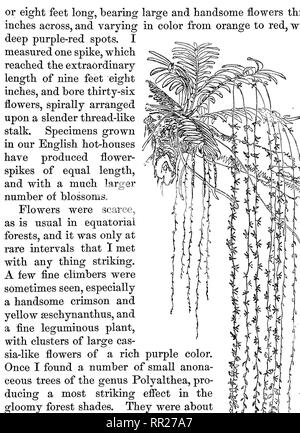 . L'arcipelago malese : Terra di oranguatan, e l'uccello del paradiso. Un racconto di viaggio, con studi di uomo e natura. Storia naturale; Etnologia. Fokest-Trees. 93. POLYALTHEA. Strano foresta-TKEE. Felci ARBOREE. tronco è di per sé una foresta di steli e radici aeree. Ancora più raramente si trovano alberi che sembrano hanno iniziato a crescere a mezz aria e dallo stesso punto di inviare a larga diffusione filiali sopra e un complicato piramide di radici scendono- ing per settanta o ottanta piedi al terreno sottostante, e così la diffusione su ogni lato che uno può stare in centro. Si prega di notare t Foto Stock