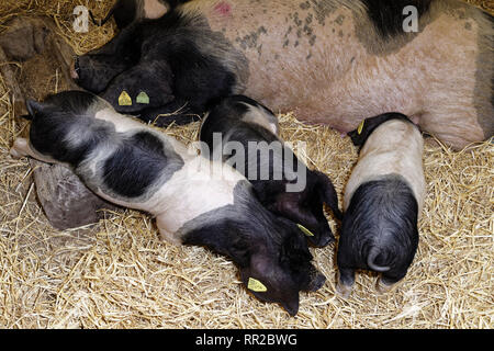 Parigi, Francia. 23 feb 2019. La 56th fiera agricola internazionale apre le sue porte dal 23 febbraio al 3 marzo 2019 a Parigi, Francia. Credito: Bernard Menigault/Alamy Live News Foto Stock