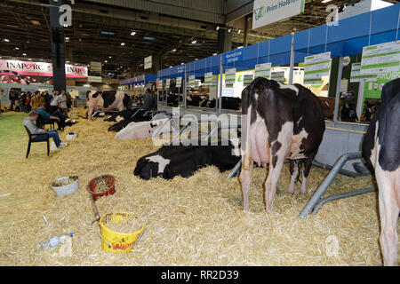 Parigi, Francia. 23 feb 2019. La 56th fiera agricola internazionale apre le sue porte dal 23 febbraio al 3 marzo 2019 a Parigi, Francia. Credito: Bernard Menigault/Alamy Live News Foto Stock