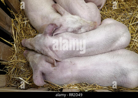 Parigi, Francia. 23 feb 2019. La 56th fiera agricola internazionale apre le sue porte dal 23 febbraio al 3 marzo 2019 a Parigi, Francia. Credito: Bernard Menigault/Alamy Live News Foto Stock