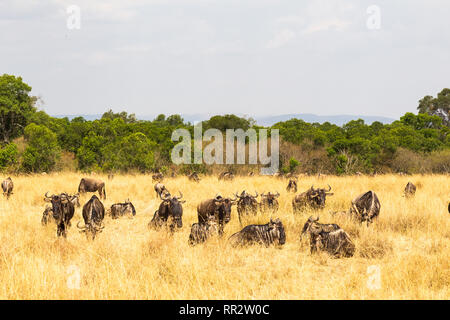 Un piccolo allevamento di selvaggina di antilopi nella savana. Masai Mara, Kenya Foto Stock