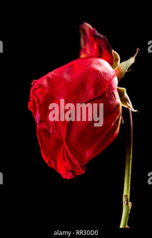 Rosa sbiadito su sfondo nero Foto Stock