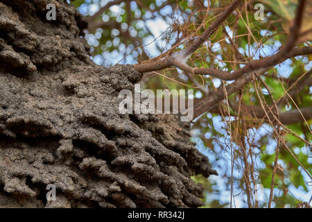 Close up di un arboree dimora airel termite nido in un albero di anacardi nella savana Rupununi della Guyana, S.A. Foto Stock