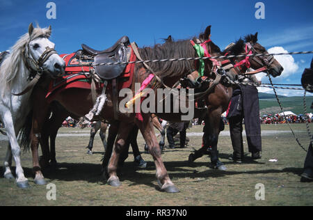 Didascalia: Litang, Sichuan, in Cina - Ago 2003. Khampa cavalli all'Horse Racing Festival in Litang, ex regno tibetana di Kham. Si tengono una volta all'anno Foto Stock