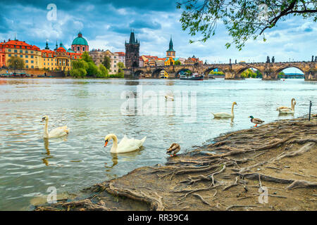 È un posto fantastico e la destinazione di viaggio. Mirabile paesaggio con cigni e anatre sul fiume Moldava a Praga, famosa comunità cittadina turistica, Czech Repu Foto Stock