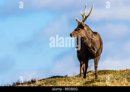 Giapponese cervi sika stag cercando in distanza a Knole Park, Kent, Regno Unito Foto Stock