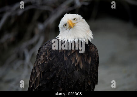 Adulto aquila calva (Haliaeetus leucocephalus) appollaiato su un ramo di albero in Alaska Chilkat aquila calva preservare vicino Haines Alaska Foto Stock