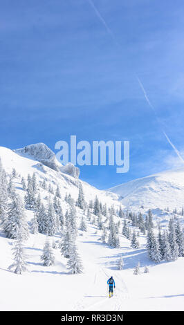 Puchberg am Schneeberg: montagna Schneeberg faccia Ovest, rift Wurzengraben, tour di sci tourer, coperta di neve abete rosso, conifere a Wiener Alpen, Alpi Niederö Foto Stock