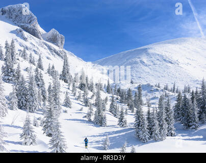 Puchberg am Schneeberg: montagna Schneeberg faccia Ovest, rift Wurzengraben, tour di sci tourer, coperta di neve abete rosso, conifere a Wiener Alpen, Alpi Niederö Foto Stock