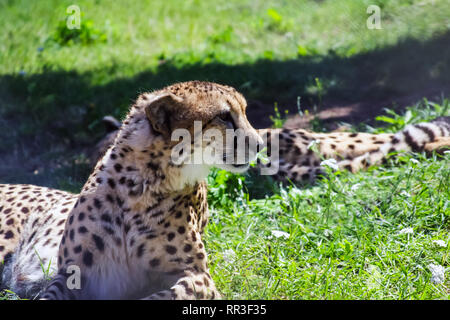 Ghepardo è in appoggio sul prato, un ghepardo in uno zoo. Foto Stock