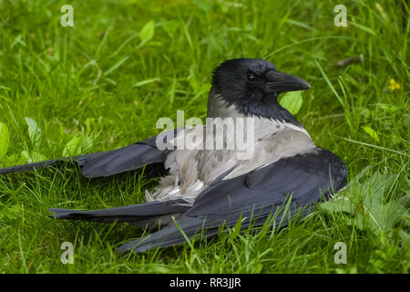 Cornacchia mantellata sull'erba. Crow bird scavenger. Foto Stock