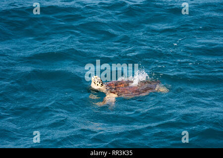 Hawksbill tartaruga di mare (Eretmochelys imbricata). Solo per adulti di sesso femminile le tartarughe vengono a riva, facendo così per deporre le uova. Questa è la più piccola della marina Foto Stock