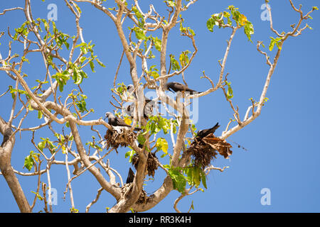 Noddy minore (Anous tenuirostris) Nesting, fotografato il Bird Island Seychelles nel mese di settembre Foto Stock