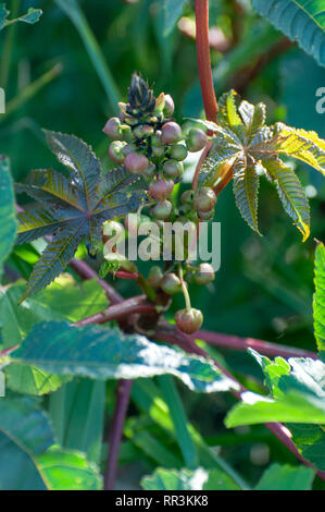 Olio di ricino pianta, Ricinus communis AKA mole bean. Fotografato in Israele in gennaio Foto Stock