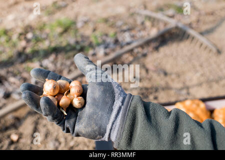 L'agricoltore che detiene arancione semi di cipolla nella sua mano in una vista ravvicinata all'aperto in un campo agricolo Foto Stock