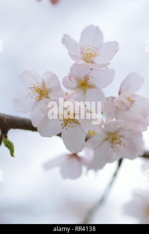 I dettagli di macro di bianco Somei Yoshino fiori di ciliegio in Giappone Foto Stock