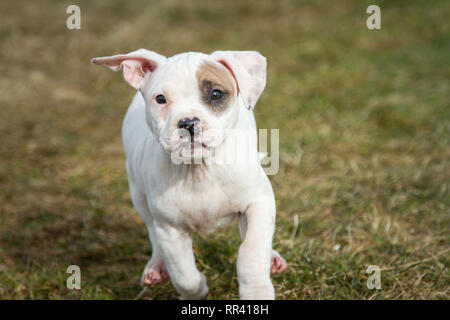 Cucciolo Bulldog bianco con patch oculare che corre su un prato Foto Stock