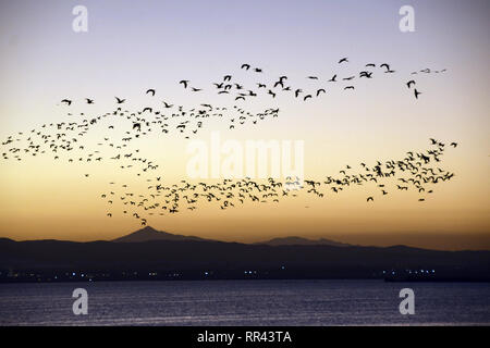 Ibis lucido volando sopra La Albufera parc al tramonto a sud di Valenza, Spagna. Foto Stock