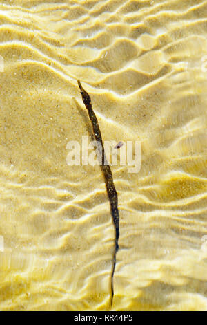 Un tubo di pesci nel mare poco profondo e acqua a Shell Bay, Studland, Swanage, Isle of Purbeck, Dorset, Regno Unito Foto Stock