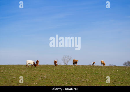 Una mandria di Berrenda en colorado allevare mucche al pascolo nel prato a Salamanca (Spagna). Ecologico di ampio concetto di bestiame. Foto Stock