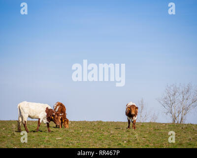 Una mandria di Berrenda en colorado allevare mucche al pascolo nel prato a Salamanca (Spagna). Ecologico di ampio concetto di bestiame. Foto Stock