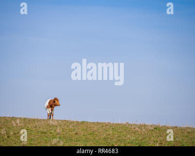 Una mandria di Berrenda en colorado allevare mucche al pascolo nel prato a Salamanca (Spagna). Ecologico di ampio concetto di bestiame. Foto Stock