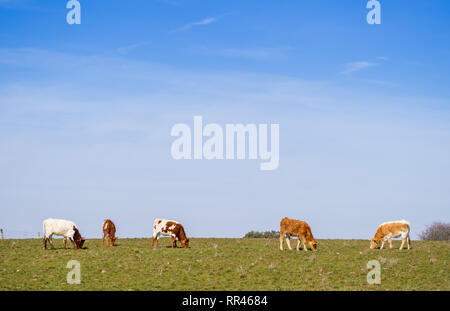 Una mandria di Berrenda en colorado allevare mucche al pascolo nel prato a Salamanca (Spagna). Ecologico di ampio concetto di bestiame. Foto Stock