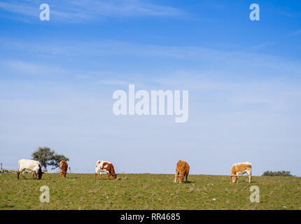 Una mandria di Berrenda en colorado allevare mucche al pascolo nel prato a Salamanca (Spagna). Ecologico di ampio concetto di bestiame. Foto Stock