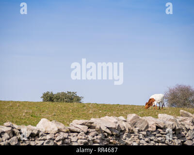 Una mandria di Berrenda en colorado allevare mucche al pascolo nel prato a Salamanca (Spagna). Ecologico di ampio concetto di bestiame. Foto Stock