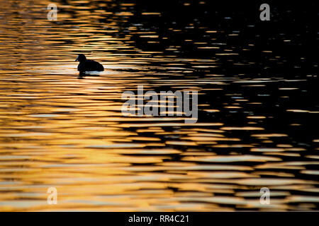 Scaup Moretta, Wildfowl and Wetlands Trust, Londra, Regno Unito. Foto Stock