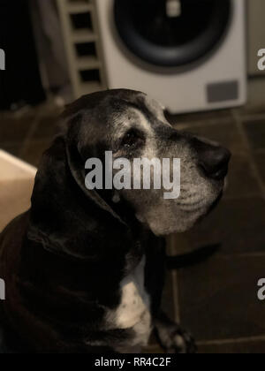 Un cane nero ritratto Foto Stock