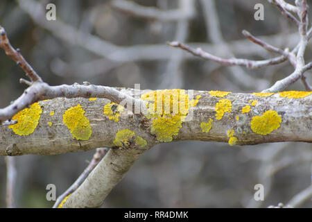 Xanthoria parietina (comune lichene arancione, giallo scala, maritime sunburst lichen,shore lichen) sul ramo di noce Foto Stock