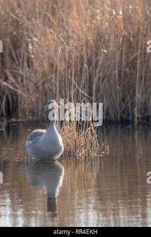 Scatto frontale graylag sorge su una piccola isola di fronte sfocato sfondo reed con spazio di copia Foto Stock