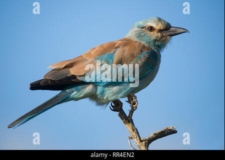 Rullo di europea, Coracias garrulus, Kruger National Park, Sud Africa Foto Stock