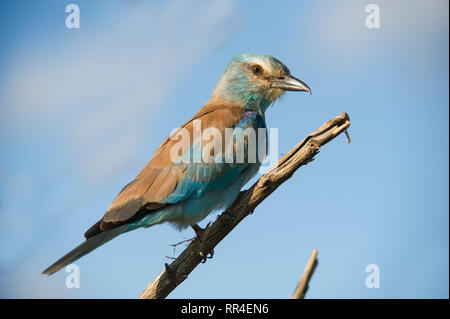 Rullo di europea, Coracias garrulus, Kruger National Park, Sud Africa Foto Stock