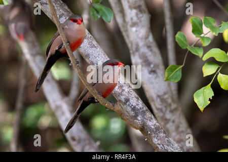 Comune, waxbill Estrilda astrild, deserto, Sud Africa Foto Stock